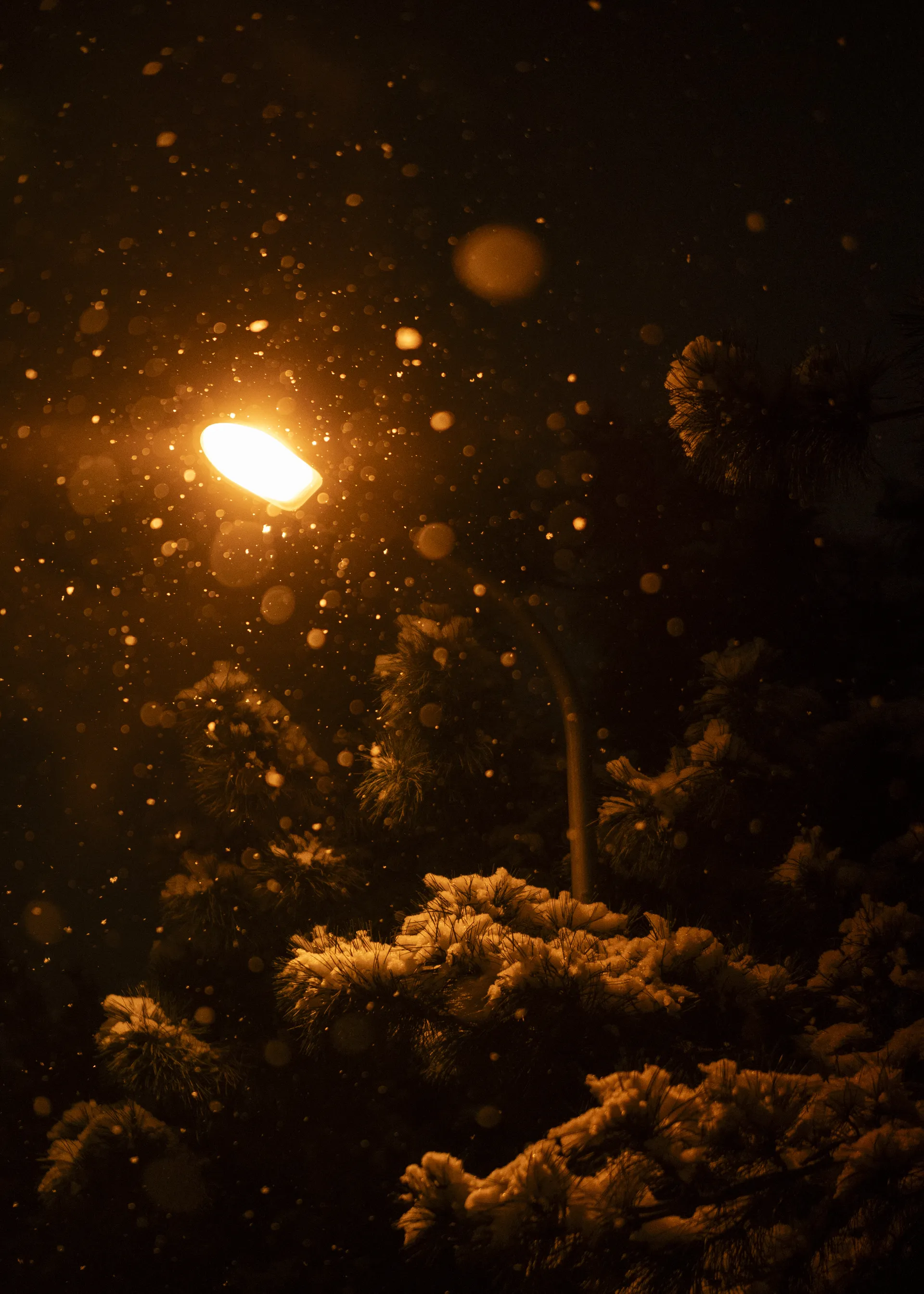 雪+松树，是松树吧